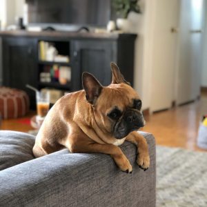 free dogini dog ramp resources